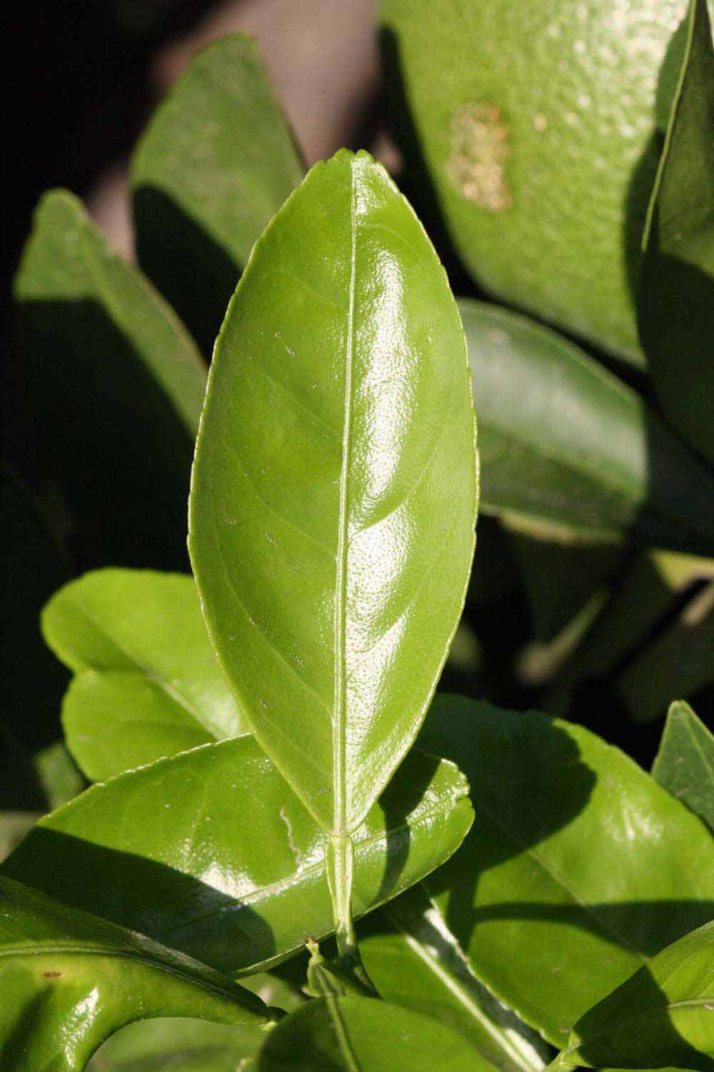            Unifoliolate leaf (Riverside, CA)   
